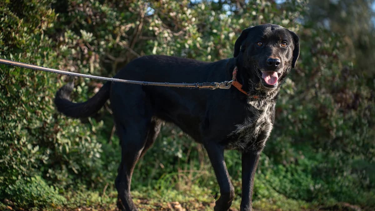 Lyla, female 4yo Mixed Breed for adoption at Cadela Carlota & Companhia