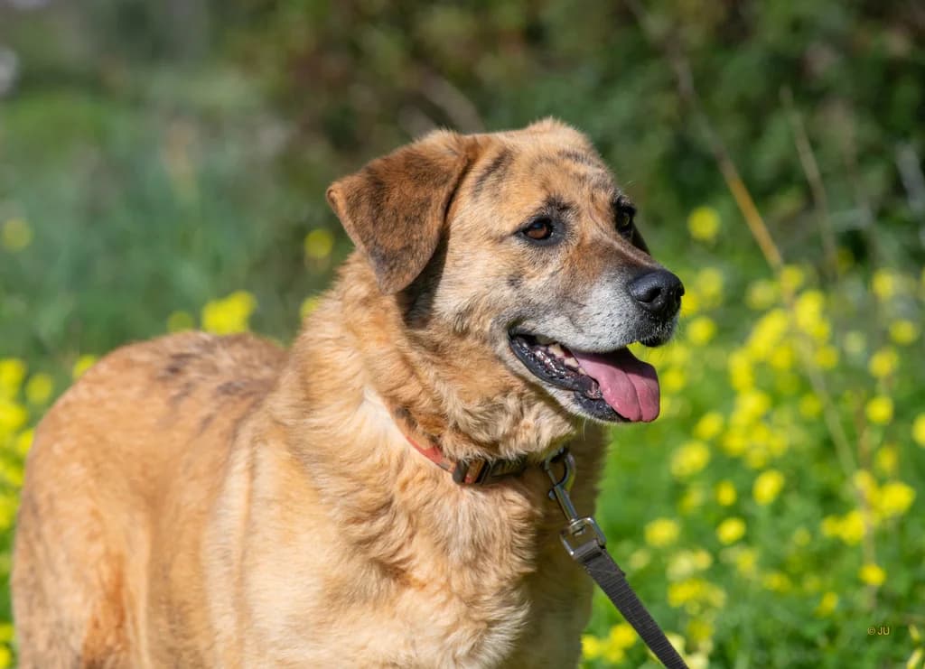 Marela, female senior Mixed Breed for adoption at Cadela Carlota & Companhia
