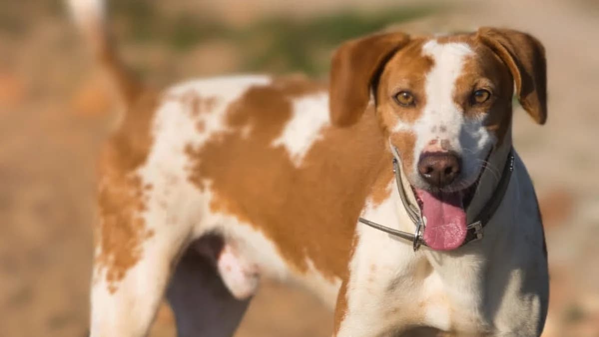 Mike, male 5yo Mixed Breed for adoption at Cadela Carlota & Companhia
