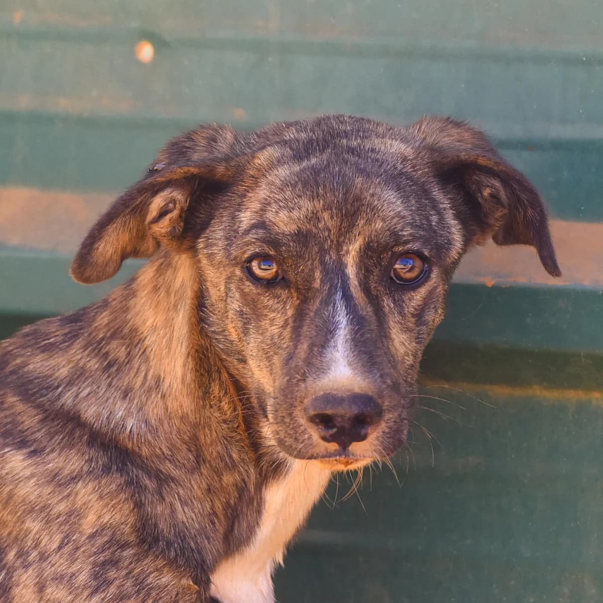 Mila, female 5yo Mixed Breed for adoption at Cadela Carlota & Companhia