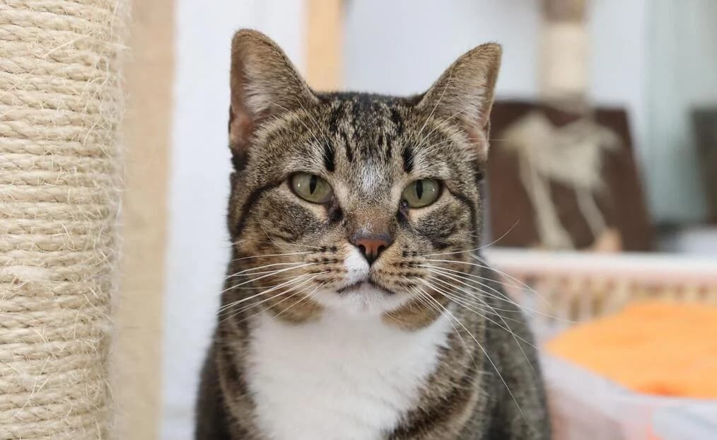 Mocas, female Mixed Breed for adoption at Cadela Carlota & Companhia