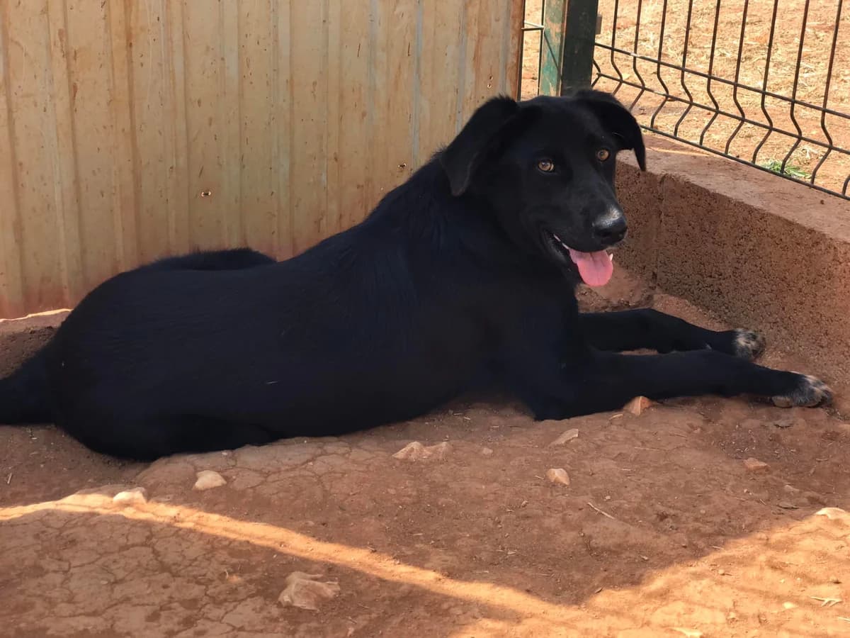 Muki, male 5yo Mixed Breed for adoption at Cadela Carlota & Companhia