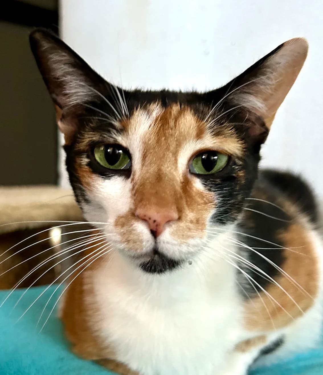 Nikita, female Mixed Breed for adoption at Cadela Carlota & Companhia