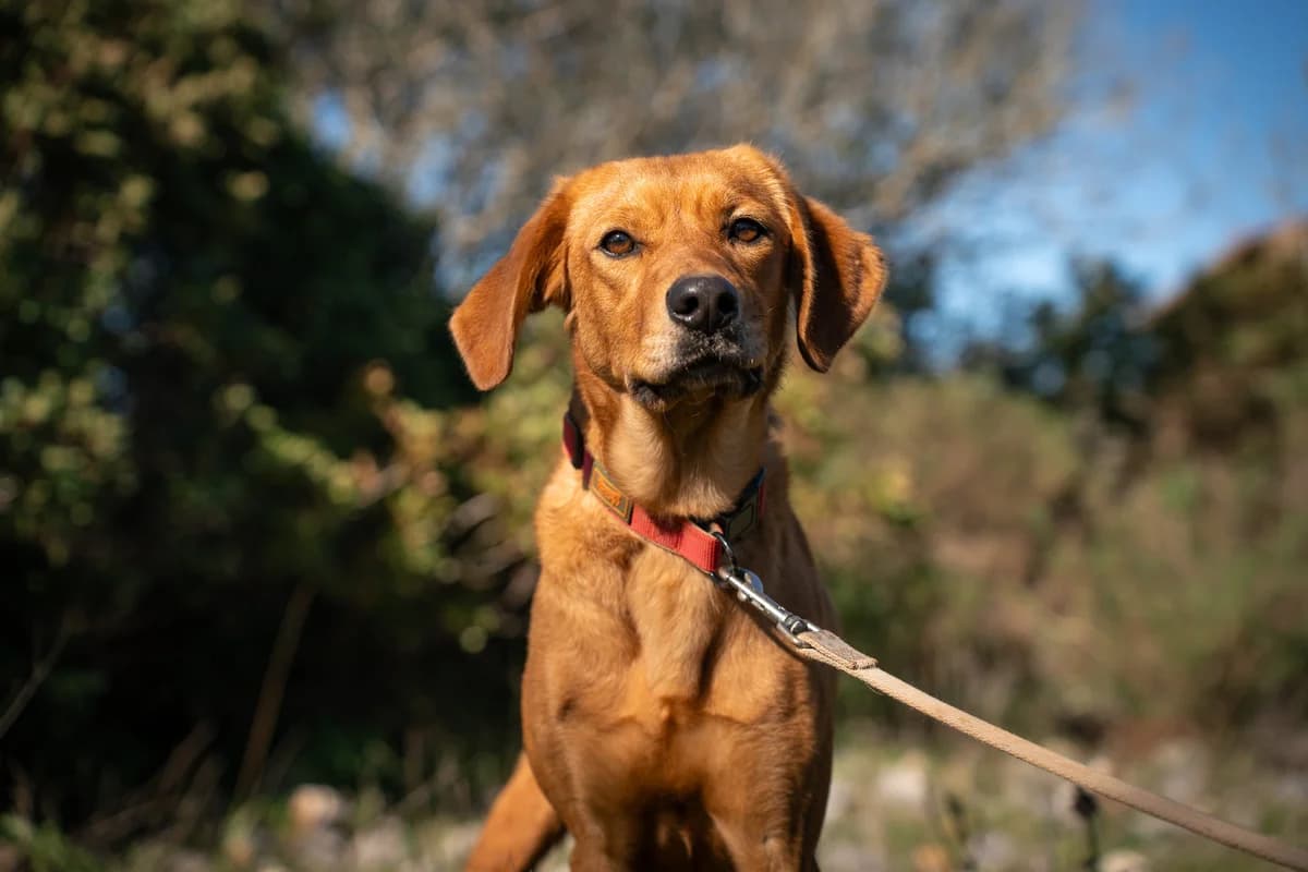 Nina, female young Mixed Breed for adoption at Cadela Carlota & Companhia