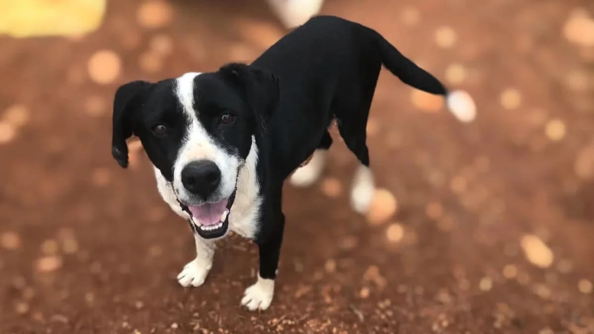 Odi, male 7yo Mixed Breed for adoption at Cadela Carlota & Companhia