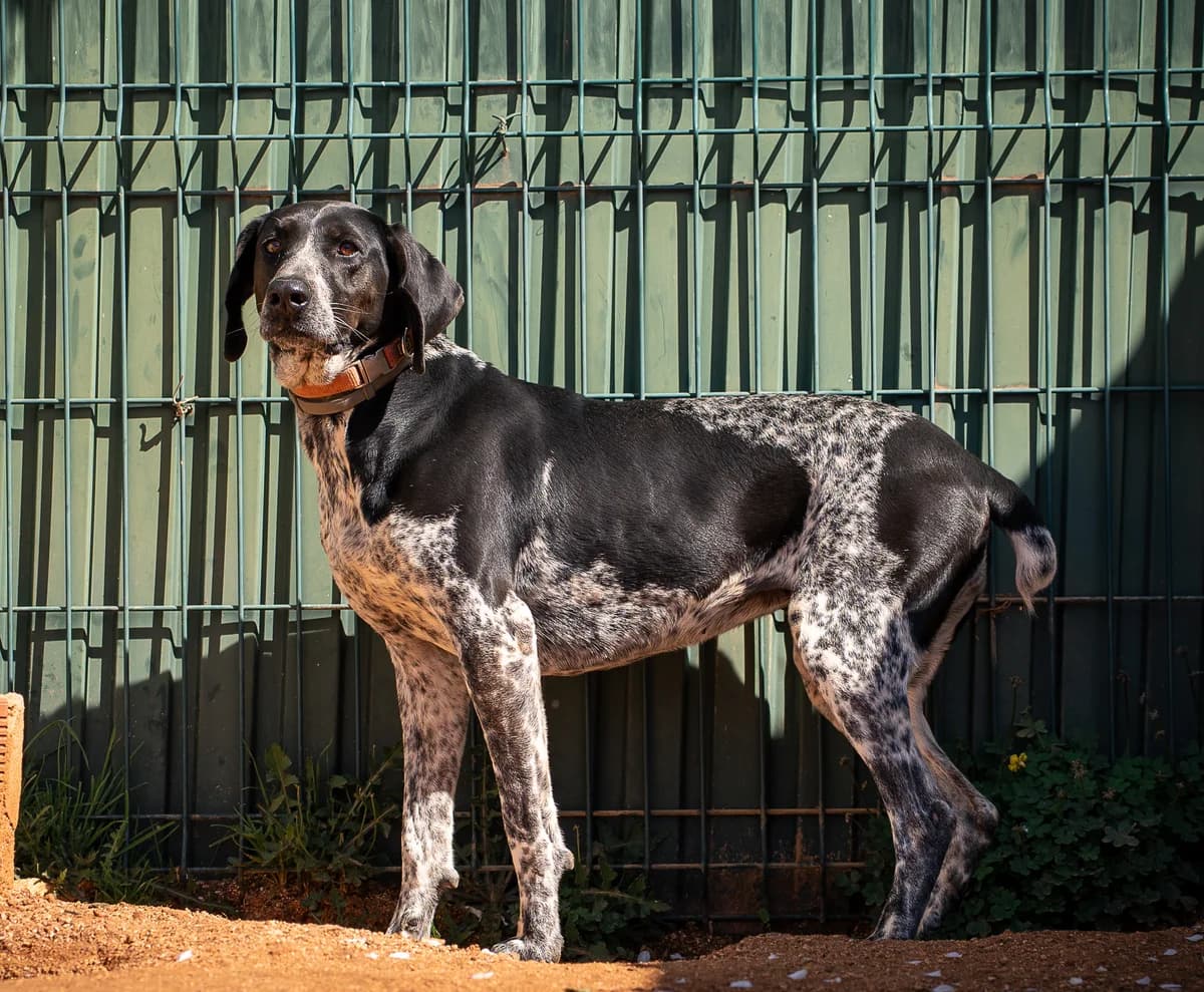 Olivia, female senior Mixed Breed for adoption at Cadela Carlota & Companhia