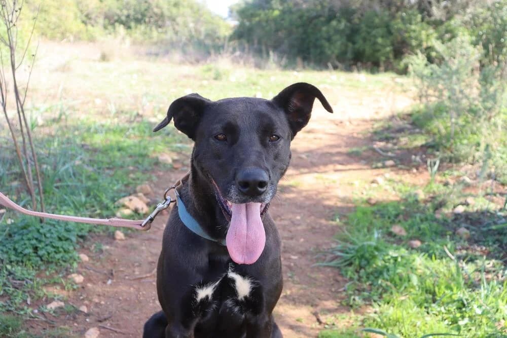 Pagira, female 4yo Mixed Breed for adoption at Cadela Carlota & Companhia