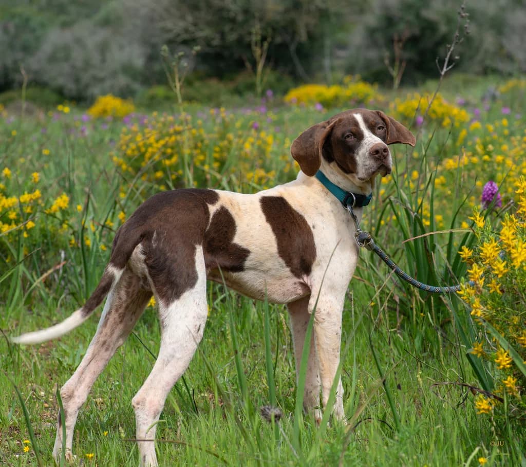 Pêssego, male young Mixed Breed for adoption at Cadela Carlota & Companhia
