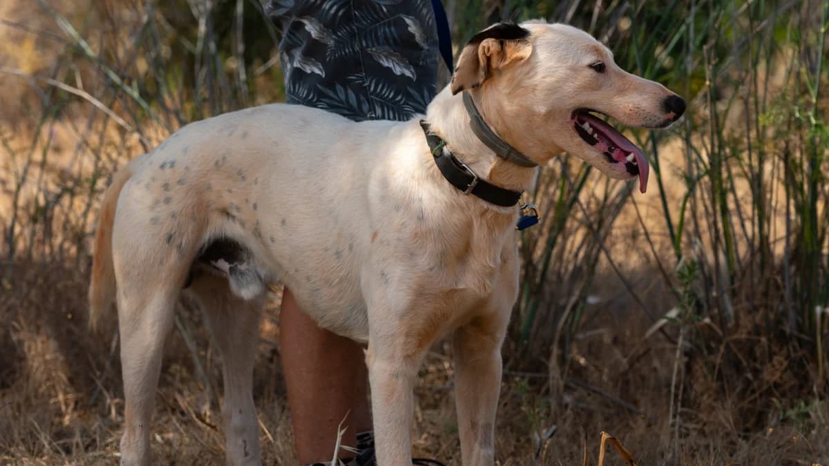 Pete, male 6yo Mixed Breed for adoption at Cadela Carlota & Companhia