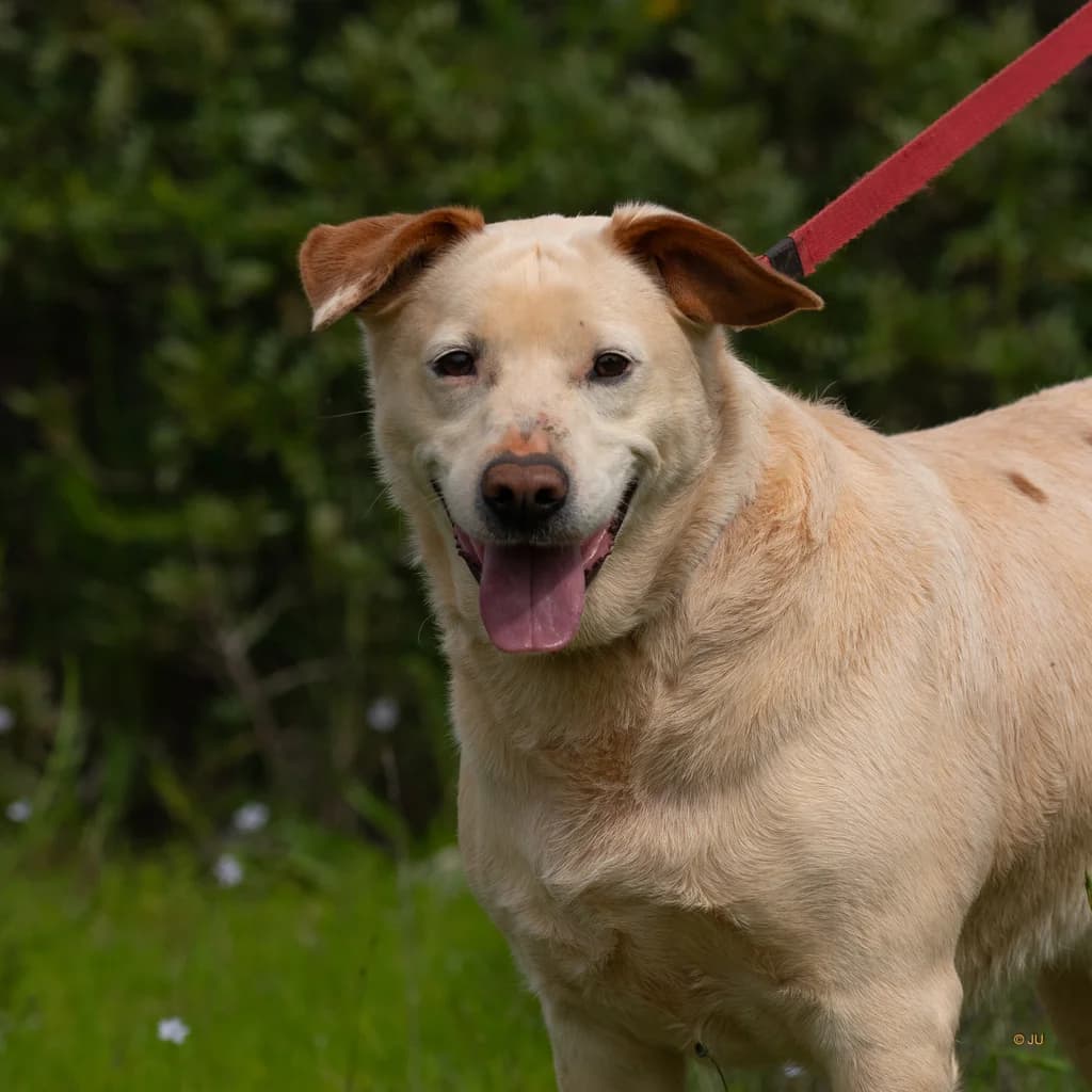 Princesa, female Mixed Breed for adoption at Cadela Carlota & Companhia