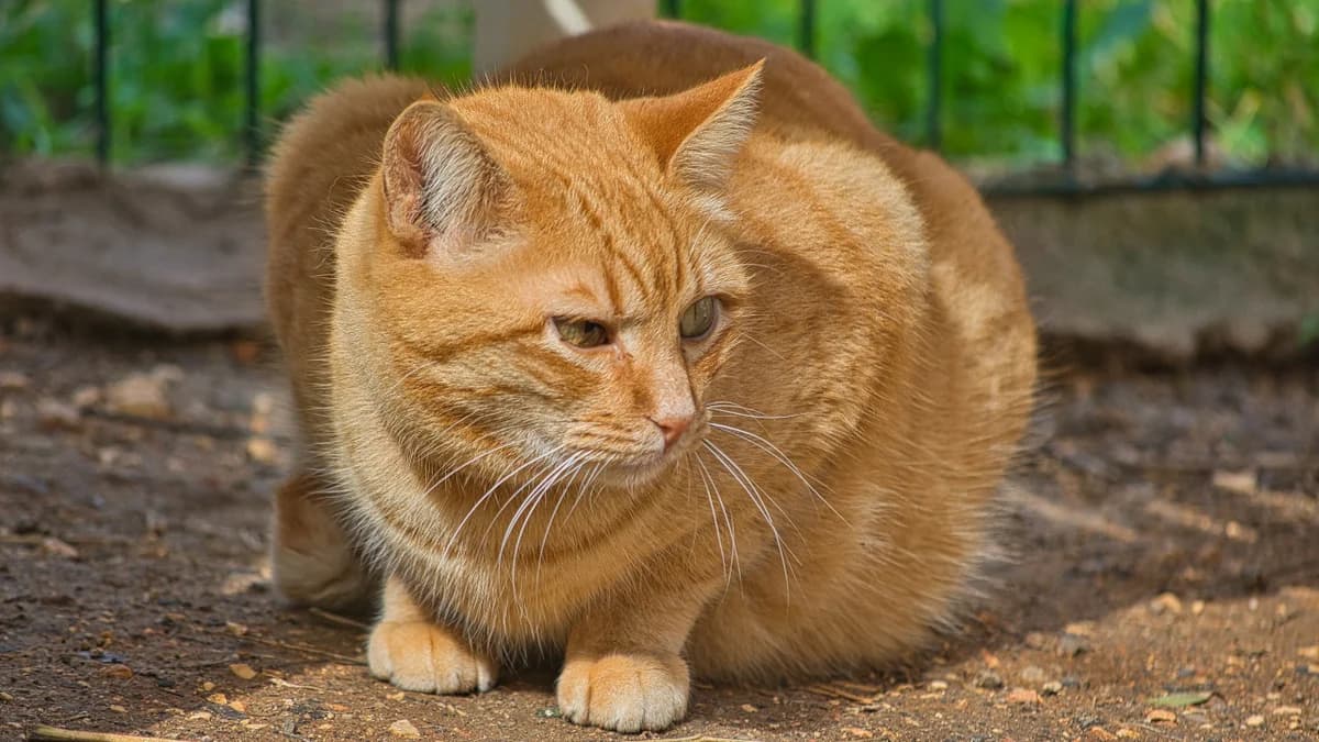 Simba, male Mixed Breed for adoption at Cadela Carlota & Companhia