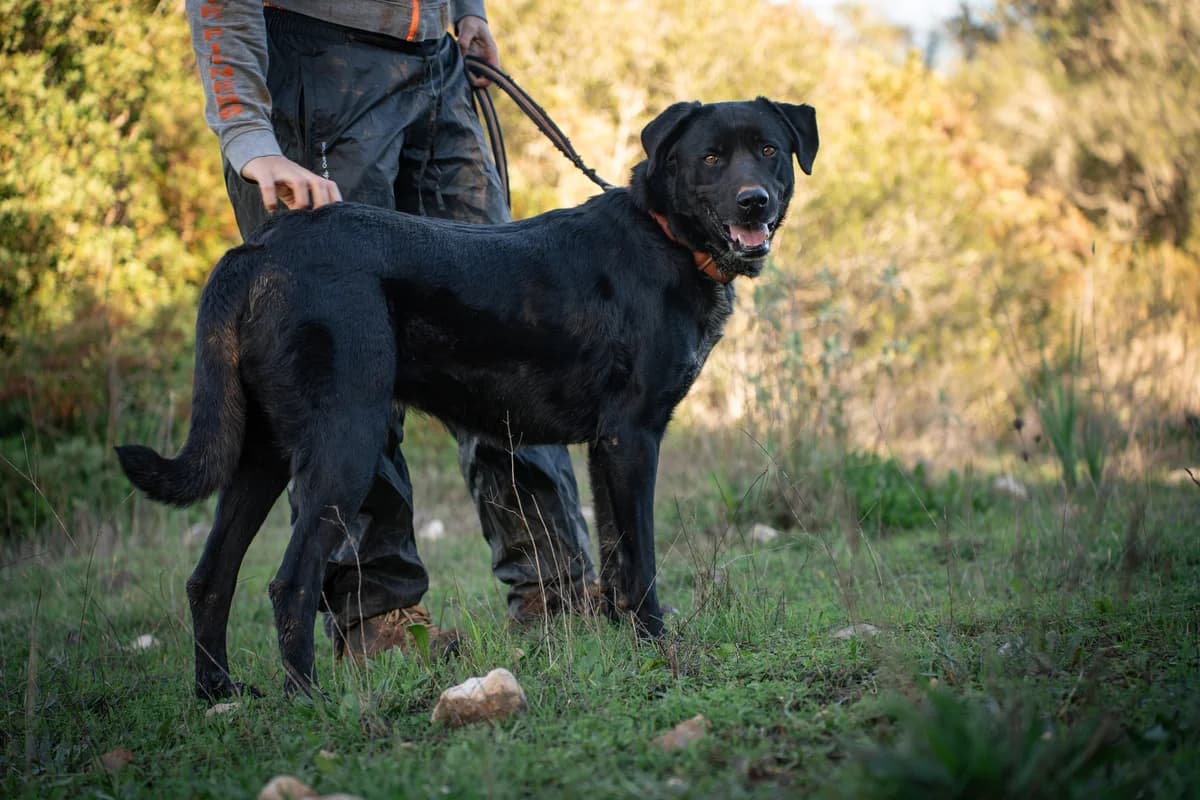 Tiger, female Mixed Breed for adoption at Cadela Carlota & Companhia