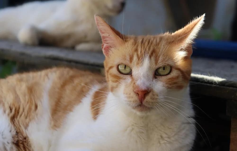 Tito, male Mixed Breed for adoption at Cadela Carlota & Companhia