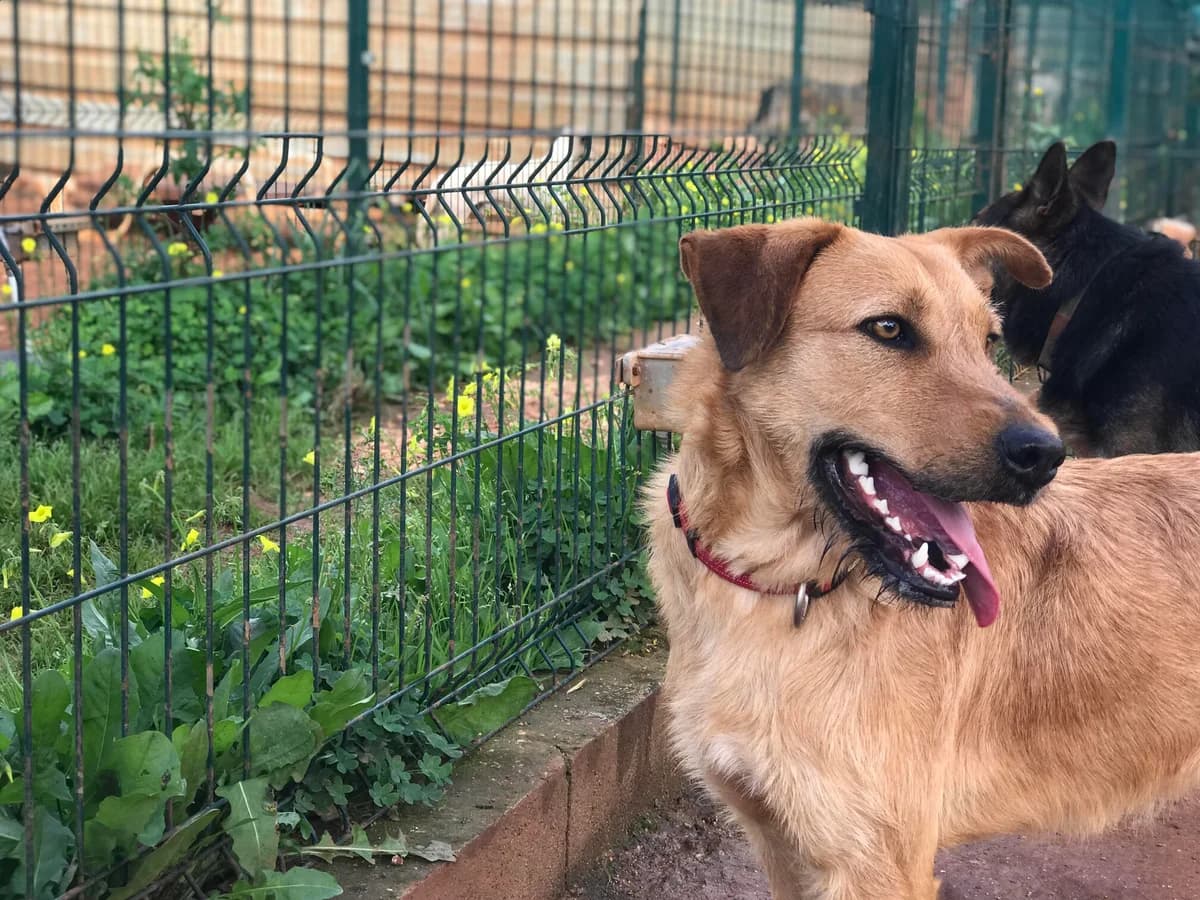 Violeta, female Mixed Breed for adoption at Cadela Carlota & Companhia