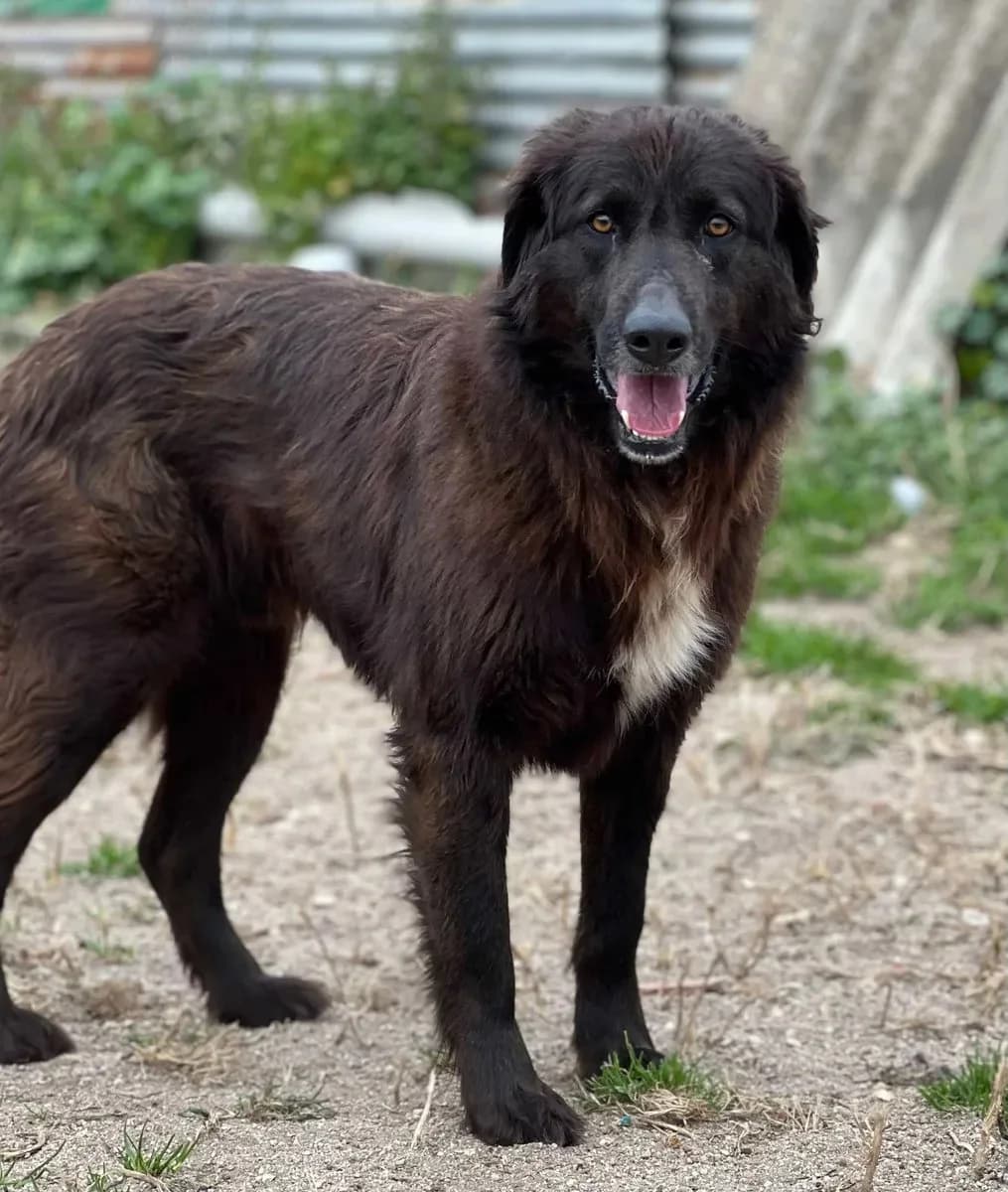 Alf, male 4yo Mixed Breed for adoption at Canil da Aroeira, -059 Almada