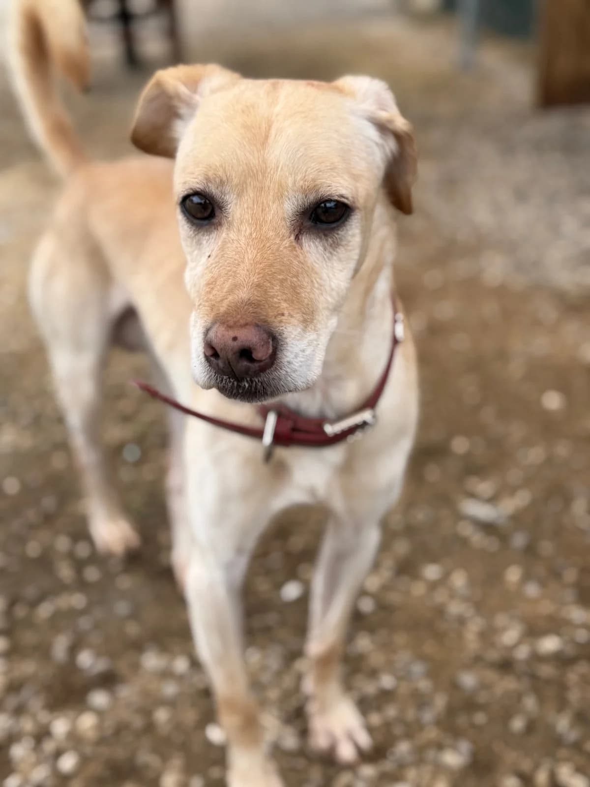 Amarelo, male 4yo Mixed Breed for adoption at Canil da Aroeira, -059 Almada