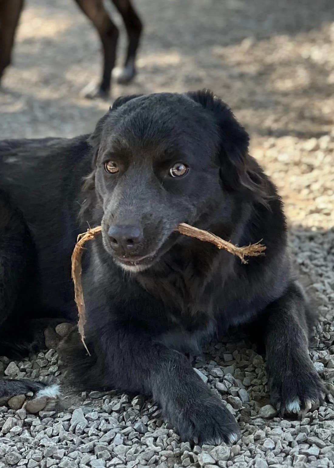 Anis, female young Mixed Breed for adoption at Canil da Aroeira, -059 Almada