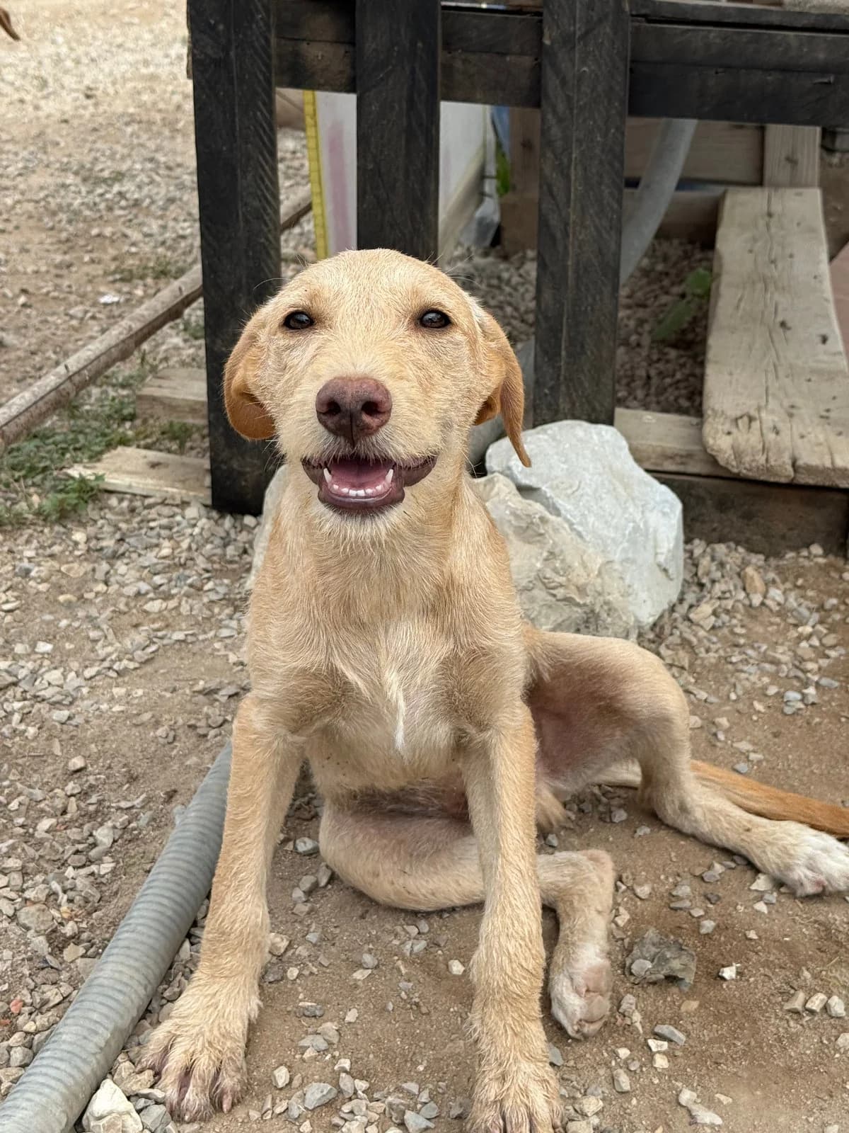 Athos, male young Mixed Breed for adoption at Canil da Aroeira, -059 Almada