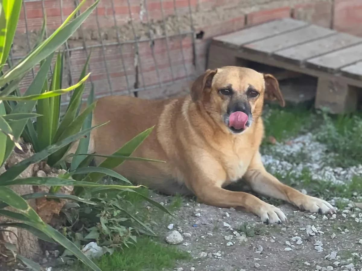 Baby, female 4yo Mixed Breed for adoption at Canil da Aroeira, -059 Almada