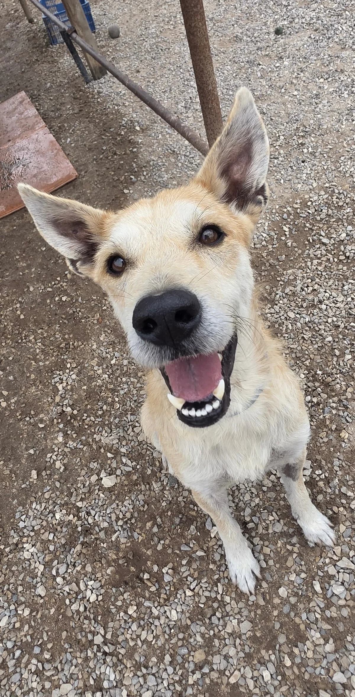 Bolacha, male 4yo Mixed Breed for adoption at Canil da Aroeira, -059 Almada
