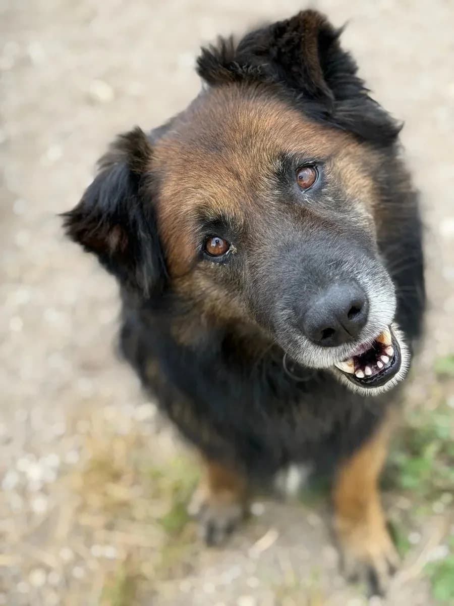 Bolinhas, male 4yo Mixed Breed for adoption at Canil da Aroeira, -059 Almada
