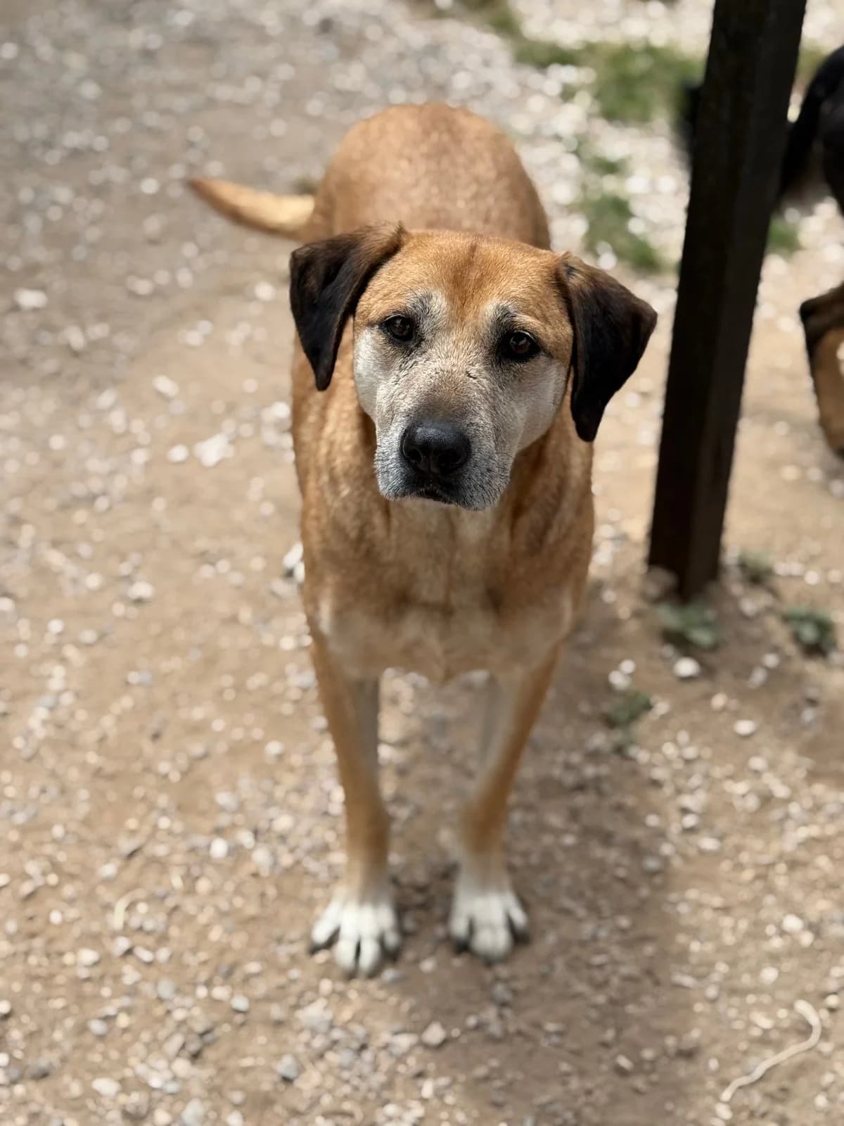 Brownie, female 4yo Mixed Breed for adoption at Canil da Aroeira, -059 Almada