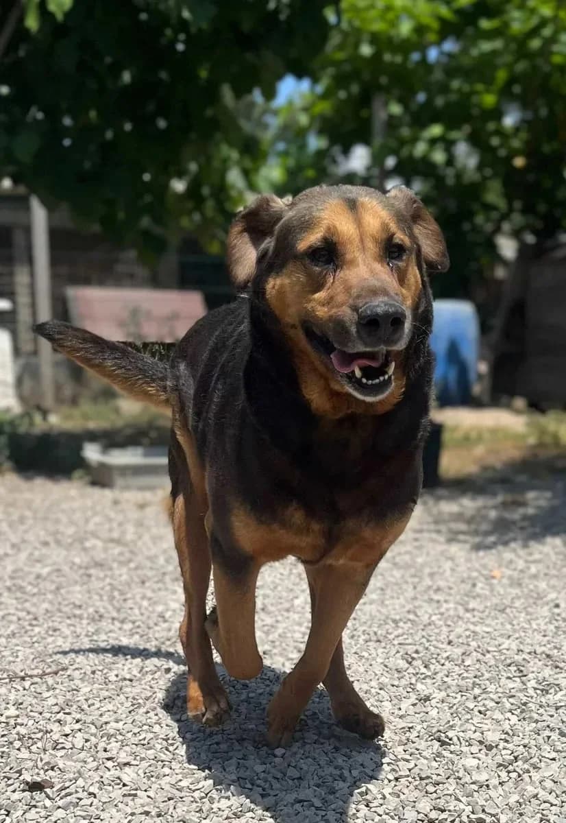 Cacau, male 4yo Mixed Breed for adoption at Canil da Aroeira, -059 Almada