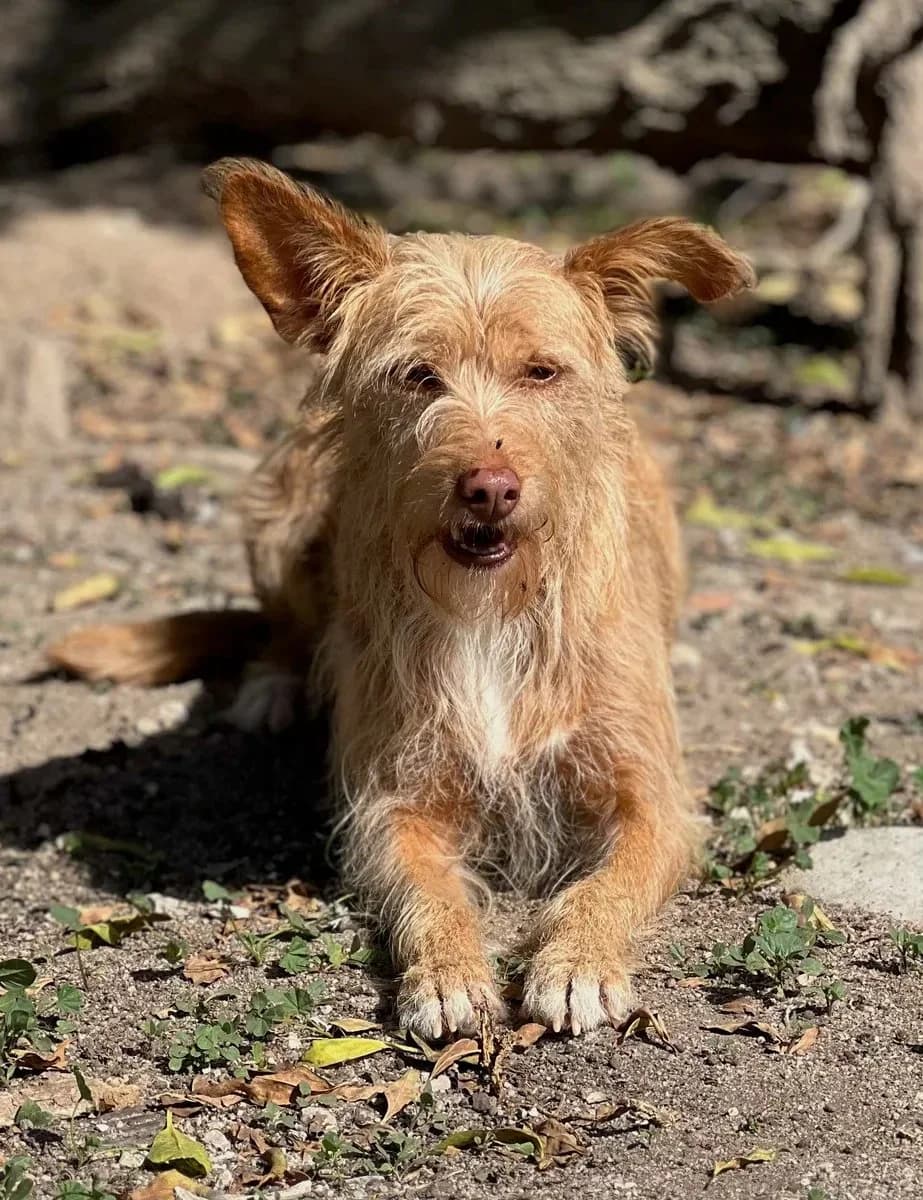 Cacau, female 4yo Mixed Breed for adoption at Canil da Aroeira, -059 Almada