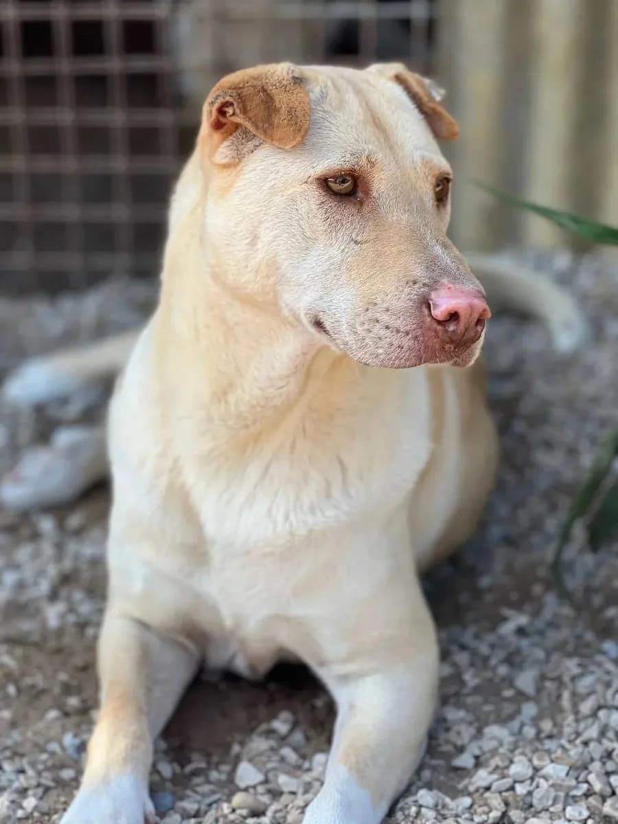 Champa, female 4yo Mixed Breed for adoption at Canil da Aroeira, -059 Almada