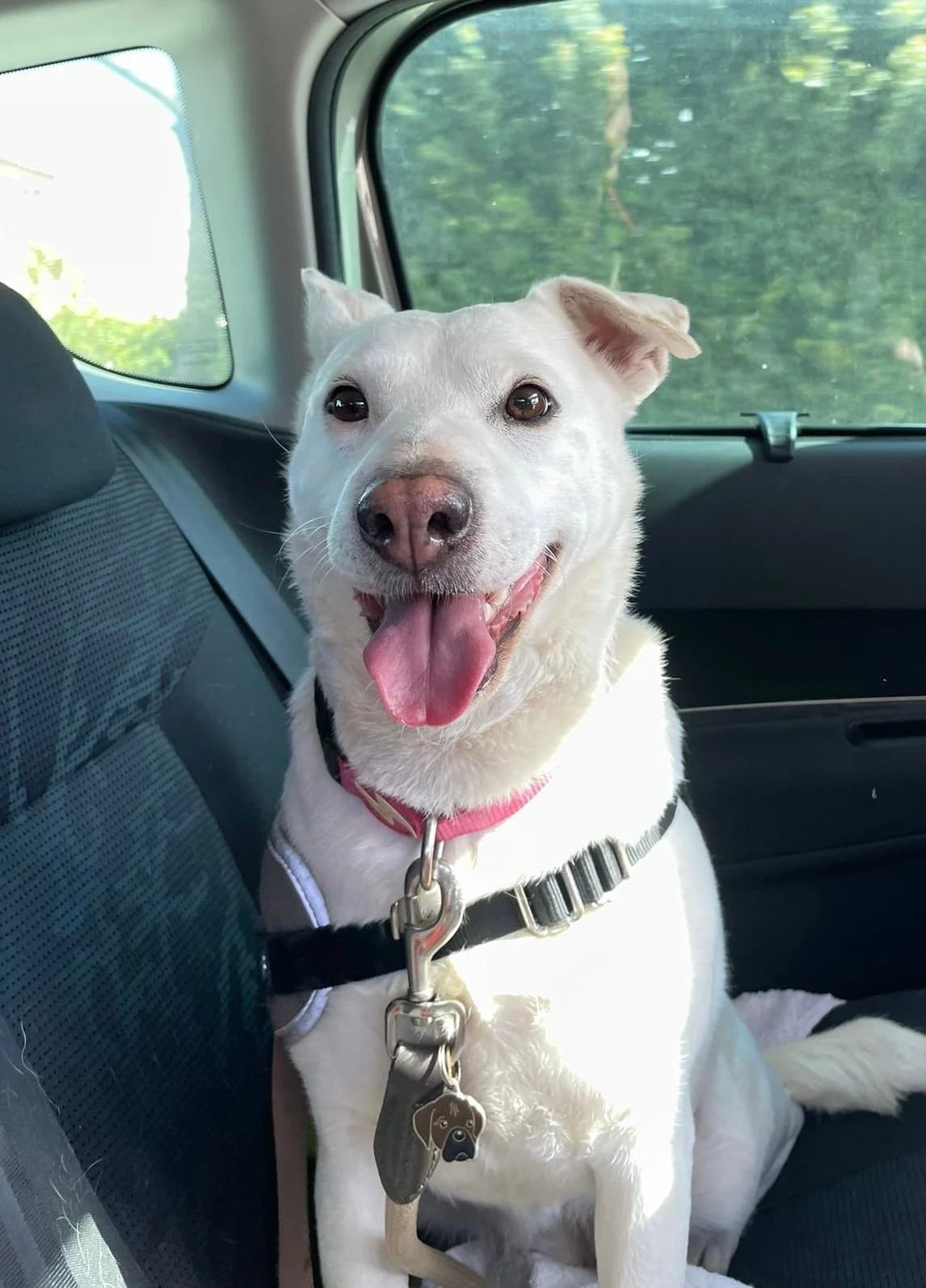 Chibita, female 4yo Mixed Breed for adoption at Canil da Aroeira, -059 Almada