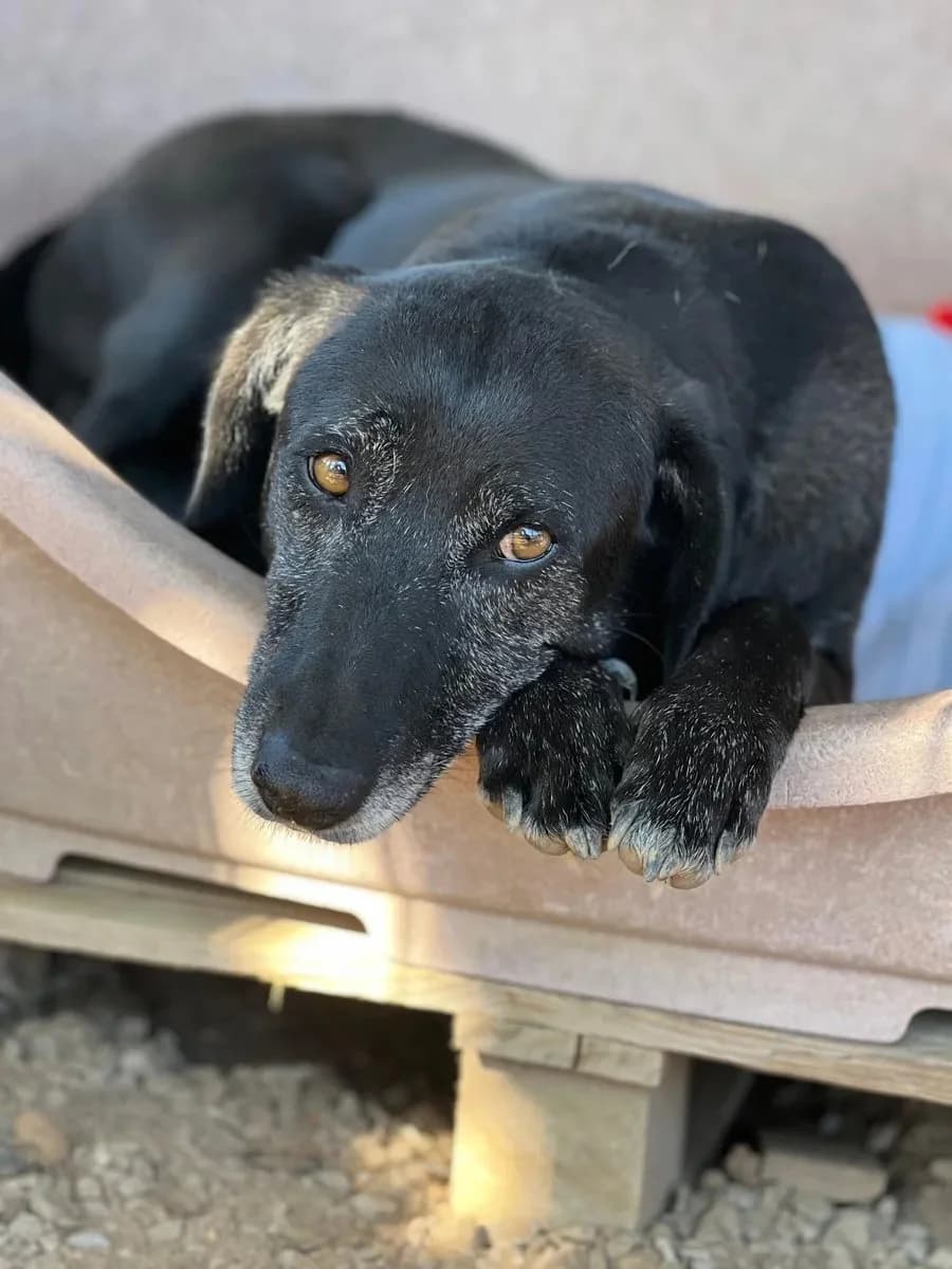 Clarinha, female senior Mixed Breed for adoption at Canil da Aroeira, -059 Almada