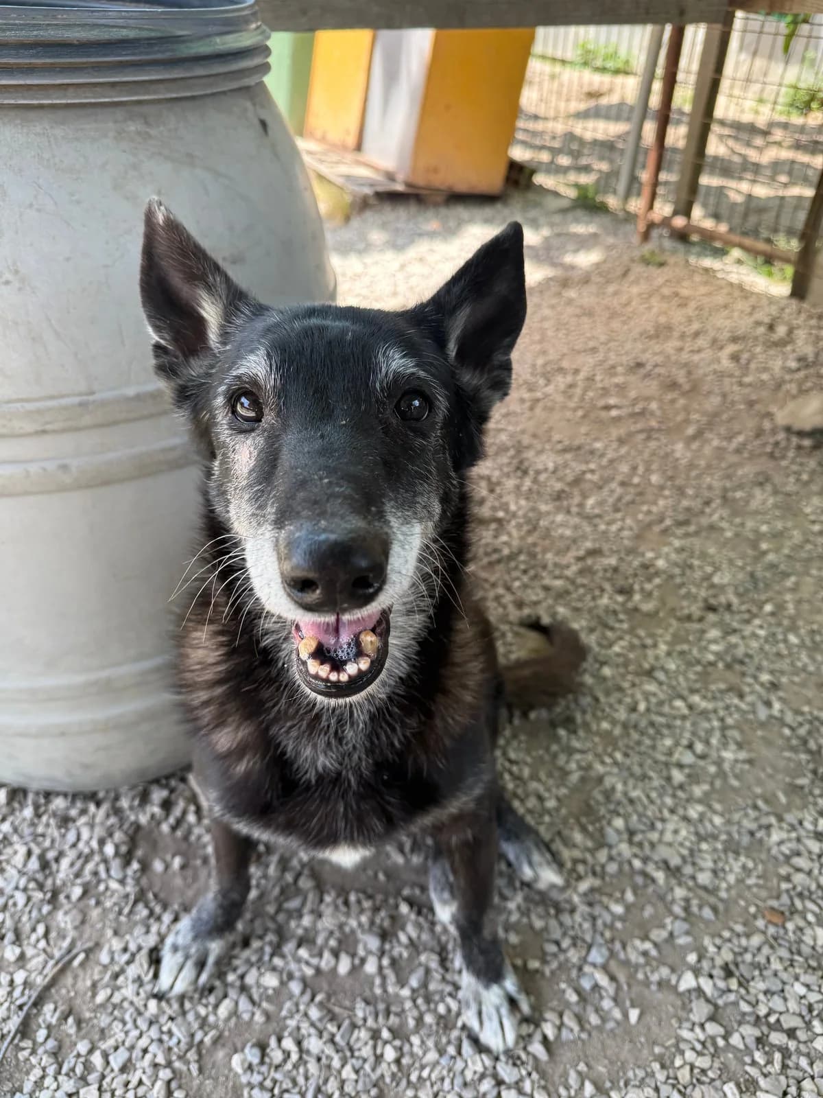 Fiona, female senior Mixed Breed for adoption at Canil da Aroeira, -059 Almada