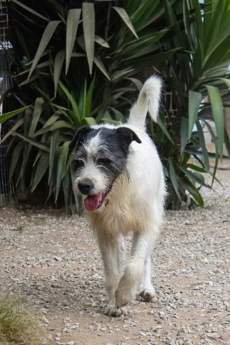 Floco, male 4yo Mixed Breed for adoption at Canil da Aroeira, -059 Almada