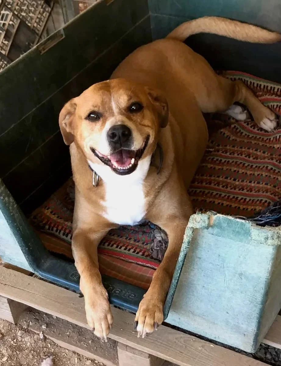 Melissa, female 4yo Mixed Breed for adoption at Canil da Aroeira, -059 Almada