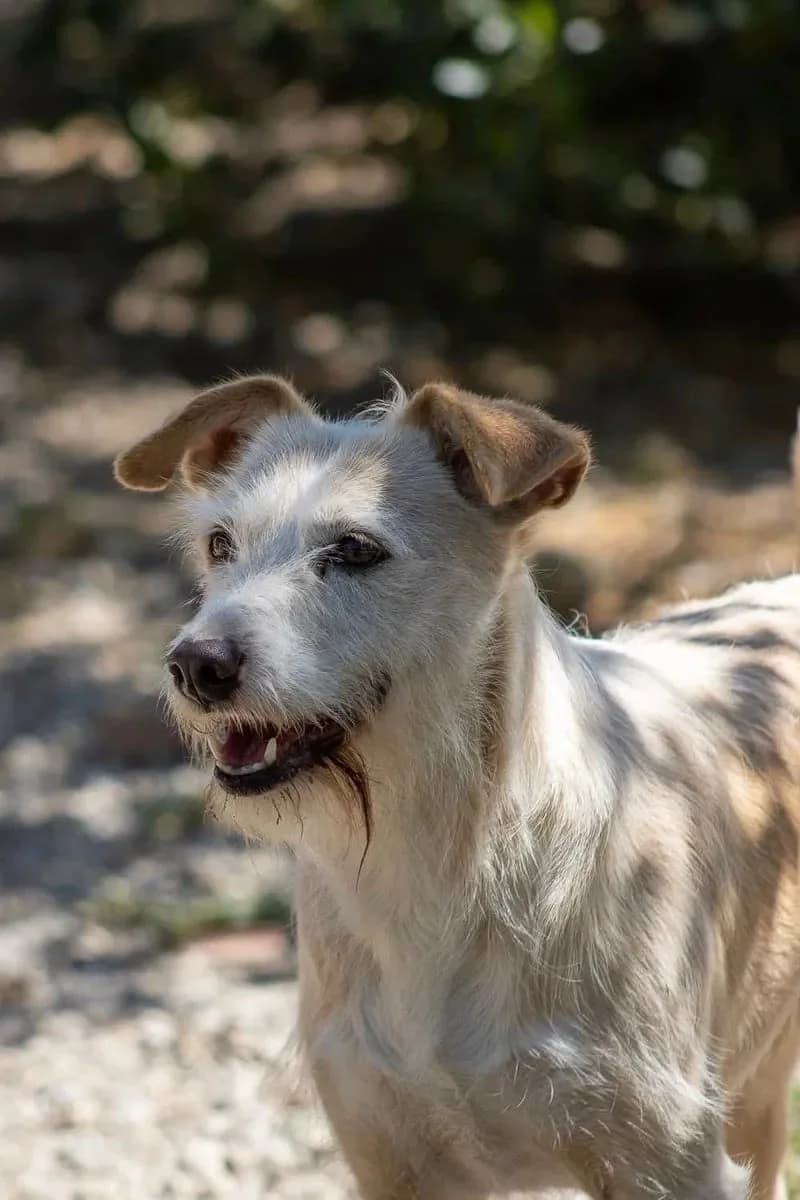 Milka, female 4yo Mixed Breed for adoption at Canil da Aroeira, -059 Almada