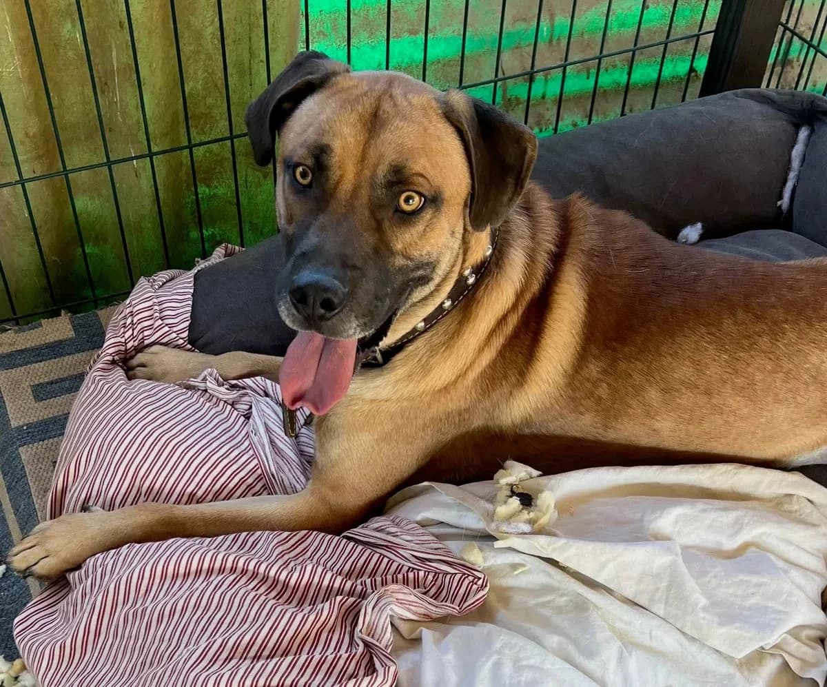 Mimo, male 4yo Mixed Breed for adoption at Canil da Aroeira, -059 Almada