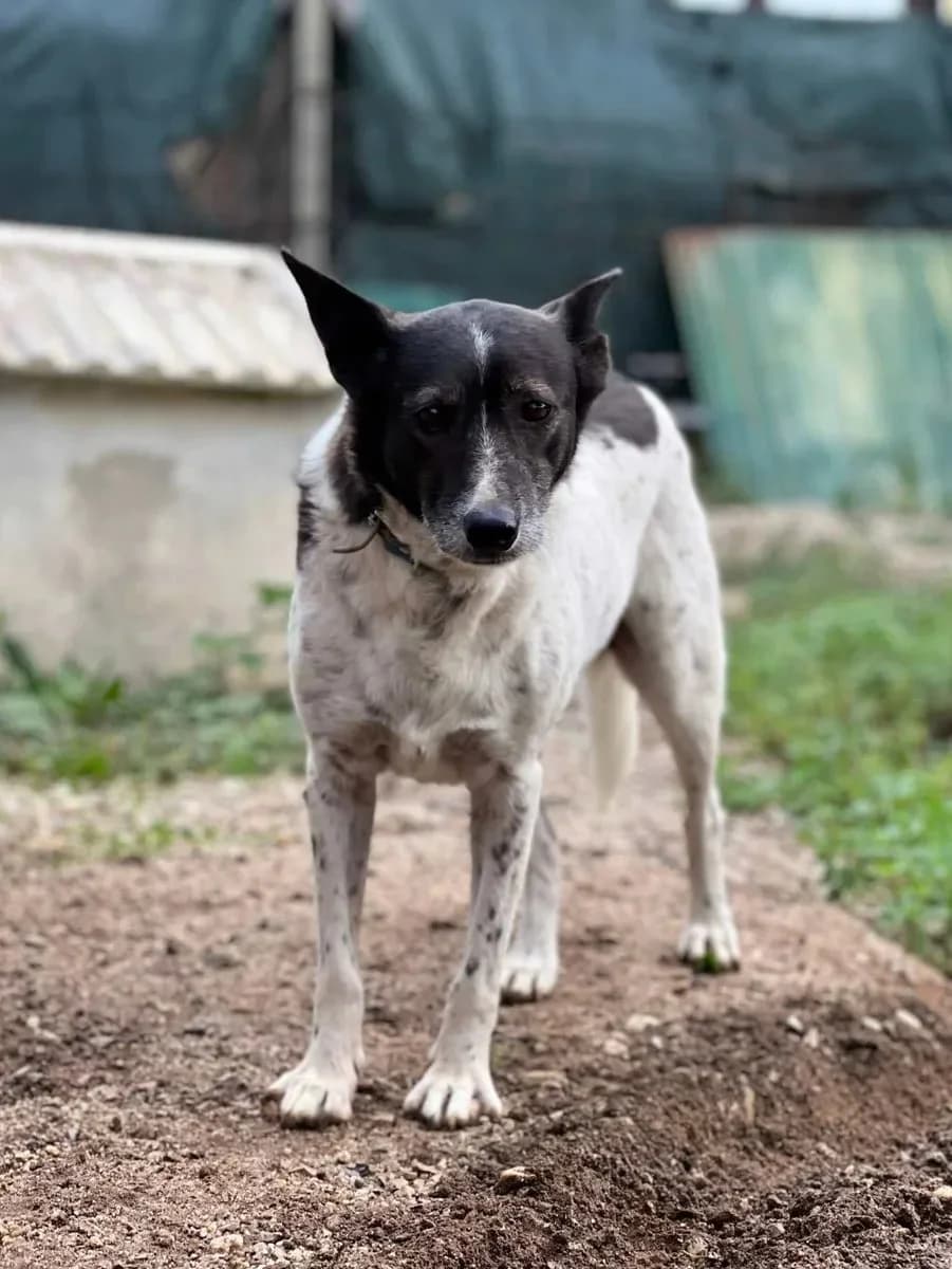 Mira, female 4yo Mixed Breed for adoption at Canil da Aroeira, -059 Almada