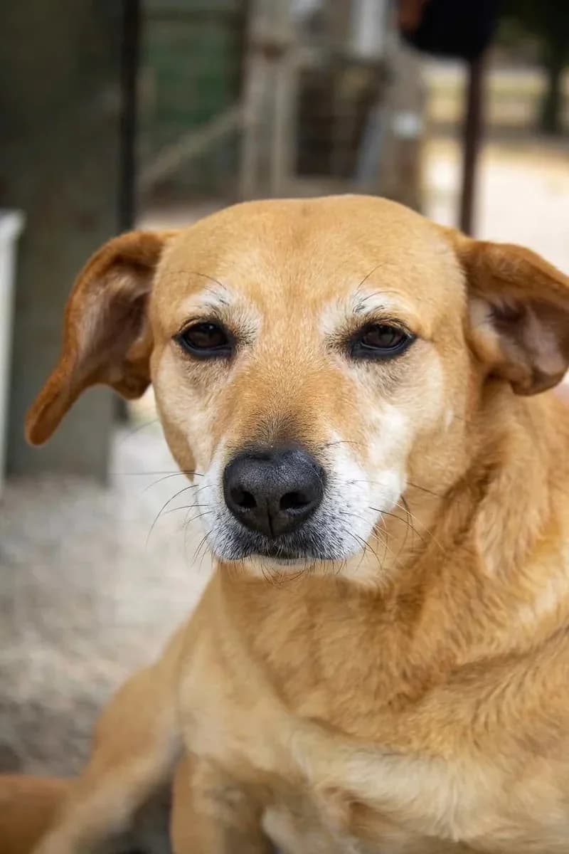 Nicas, female 4yo Mixed Breed for adoption at Canil da Aroeira, -059 Almada