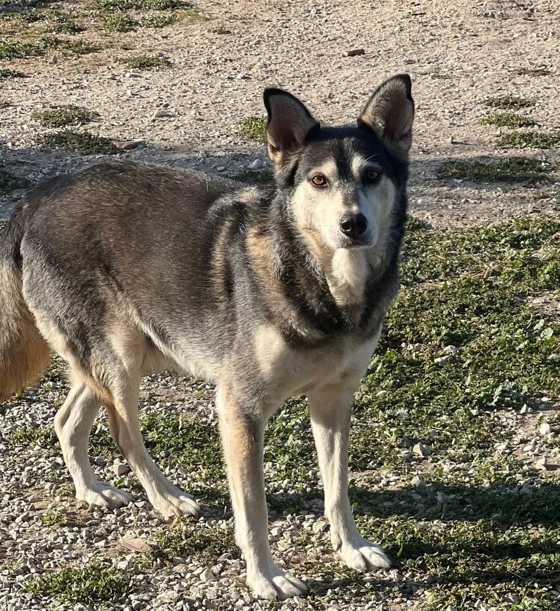 Nico, male 4yo Mixed Breed for adoption at Canil da Aroeira, -059 Almada