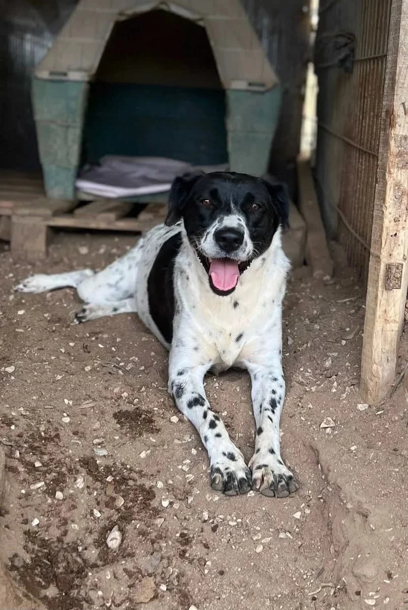 Nilo, male 4yo Mixed Breed for adoption at Canil da Aroeira, -059 Almada