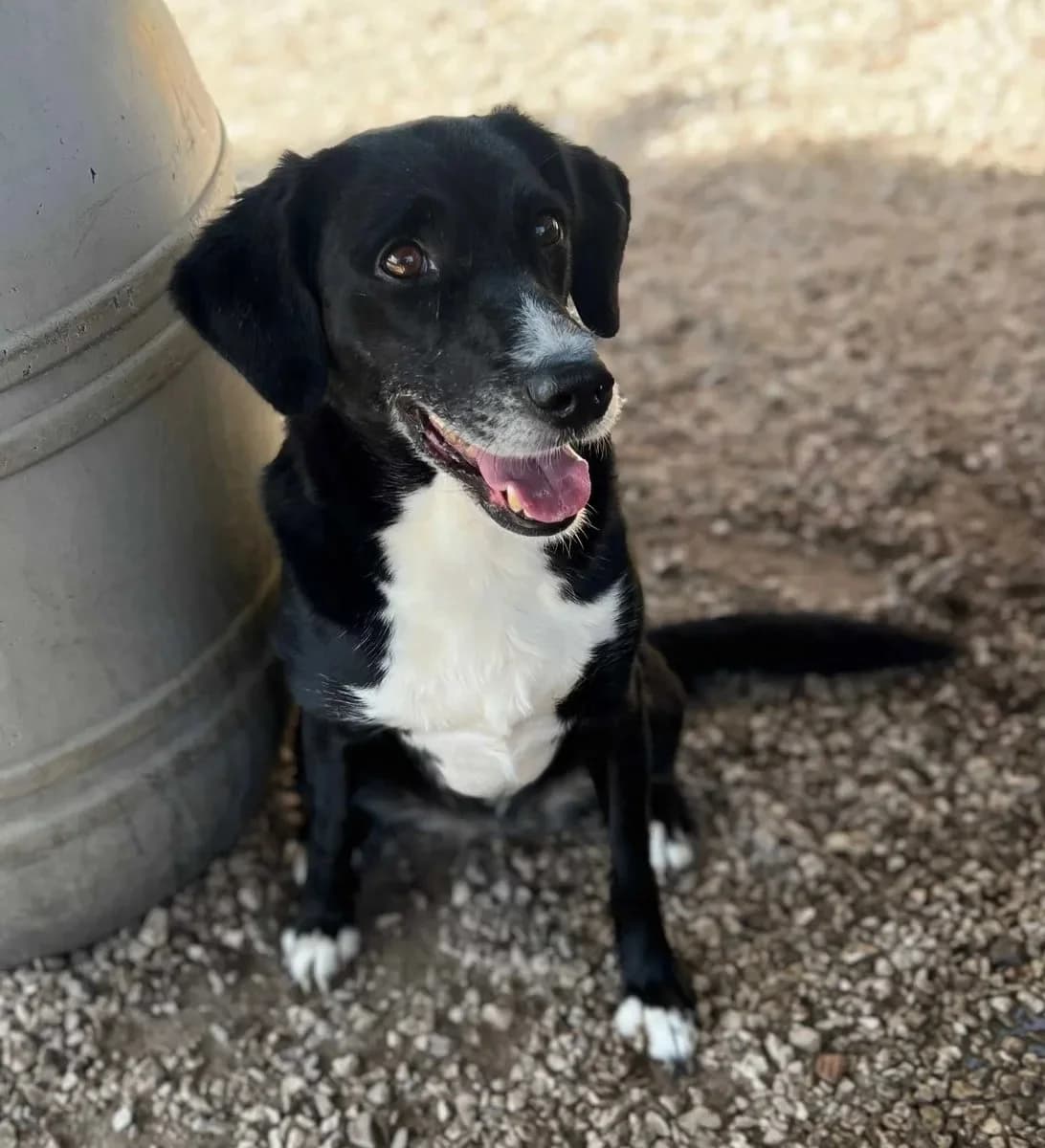 Nita, female 4yo Mixed Breed for adoption at Canil da Aroeira, -059 Almada
