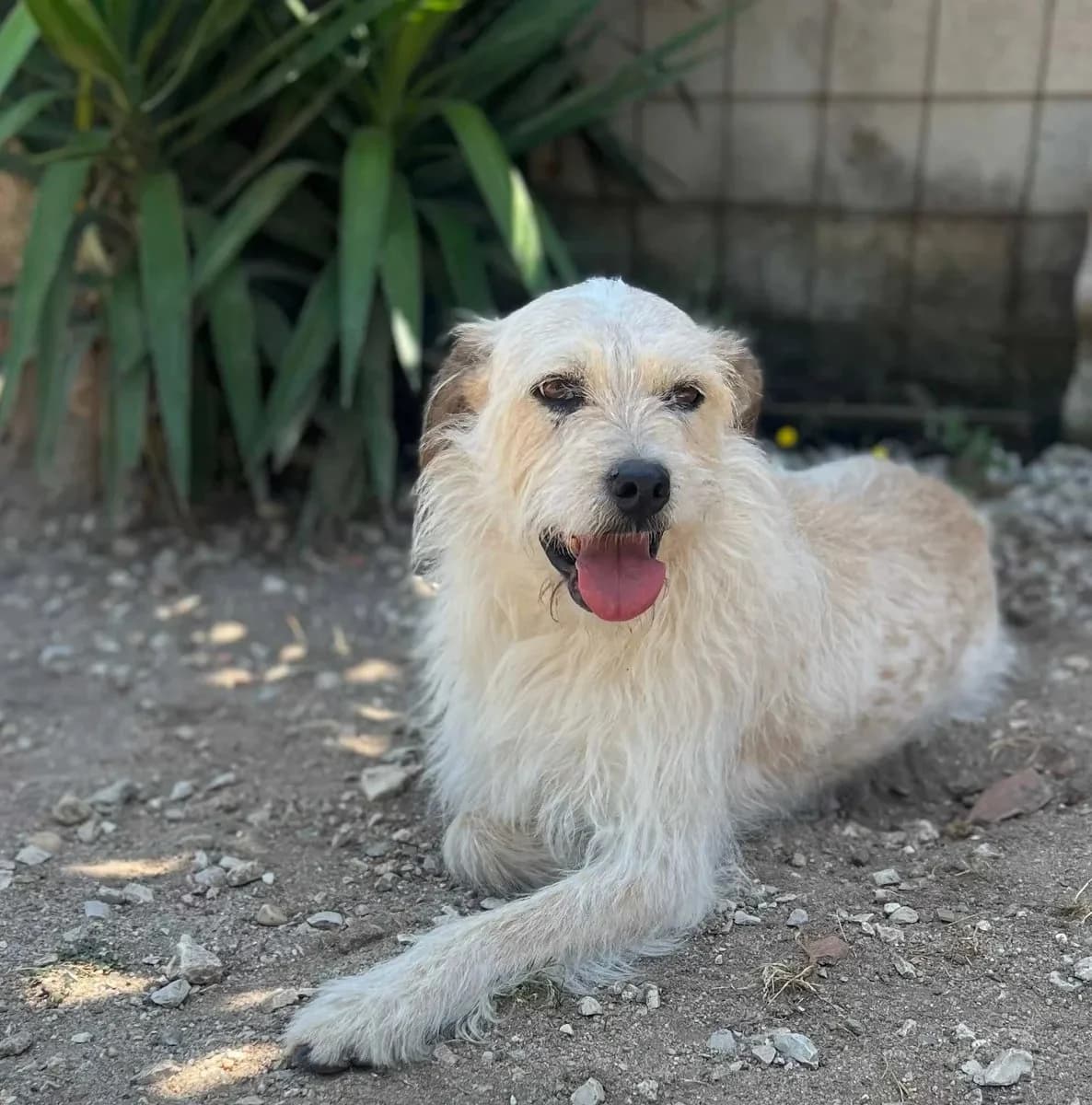 Patchouli, male 4yo Mixed Breed for adoption at Canil da Aroeira, -059 Almada
