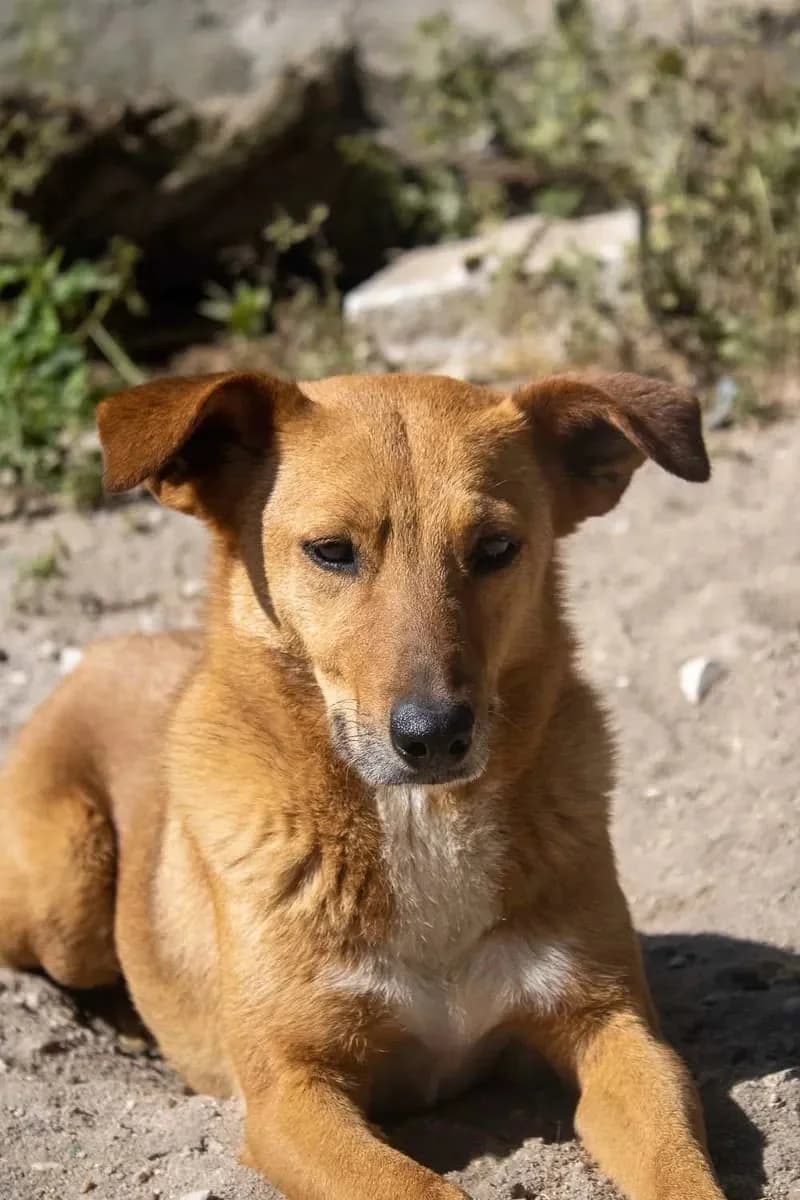 Paz, female 4yo Mixed Breed for adoption at Canil da Aroeira, -059 Almada