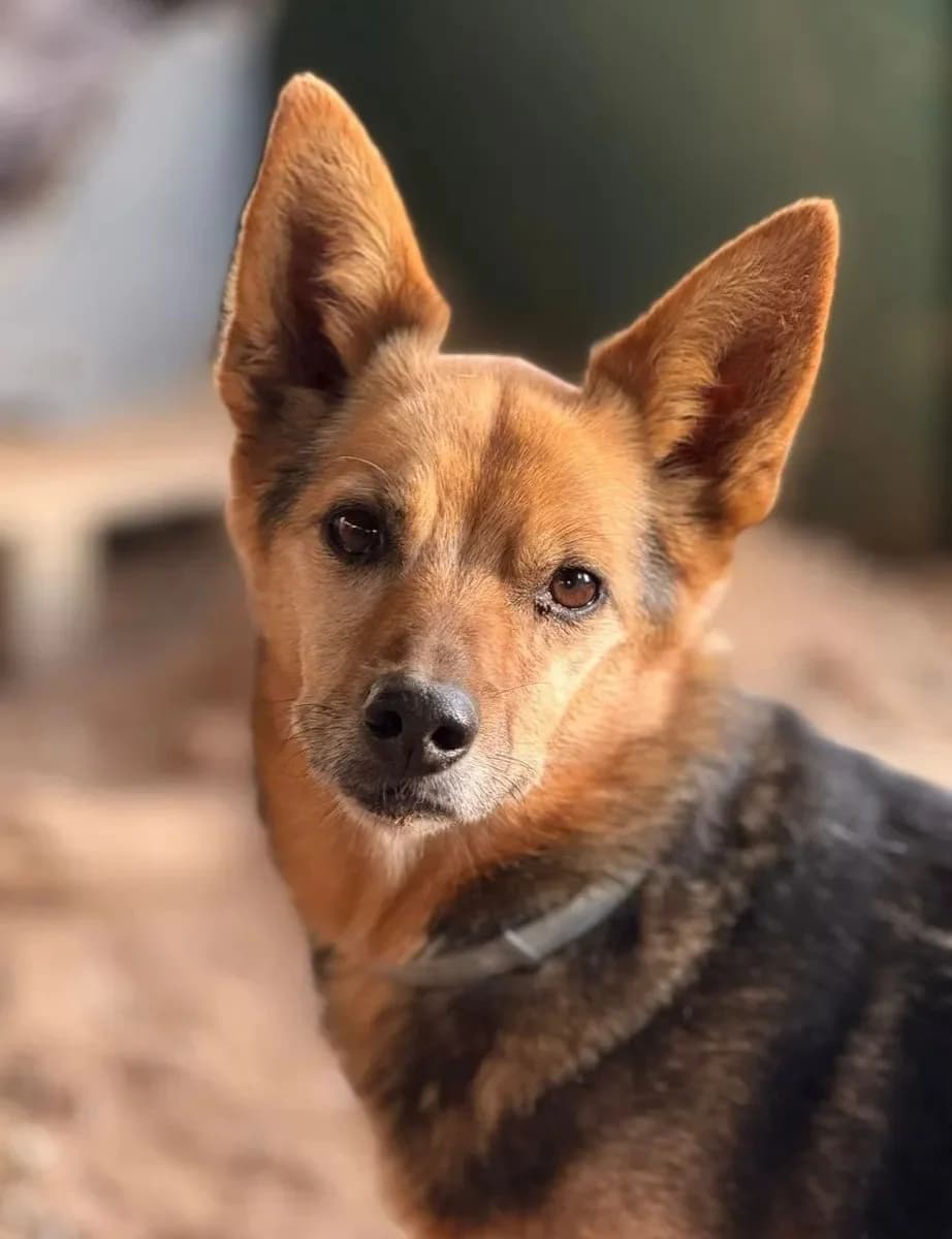 Piranha, male 4yo Mixed Breed for adoption at Canil da Aroeira, -059 Almada