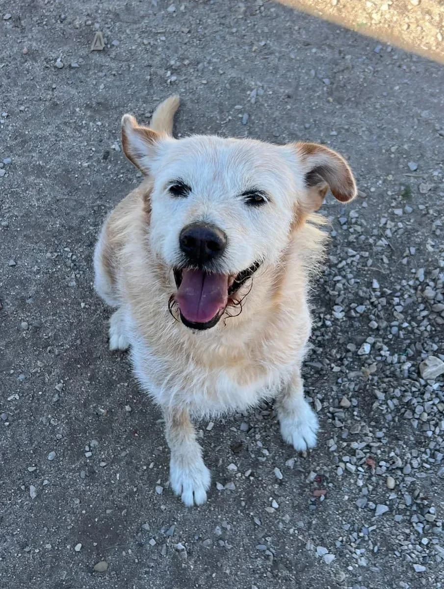 Piruças, male senior Mixed Breed for adoption at Canil da Aroeira, -059 Almada