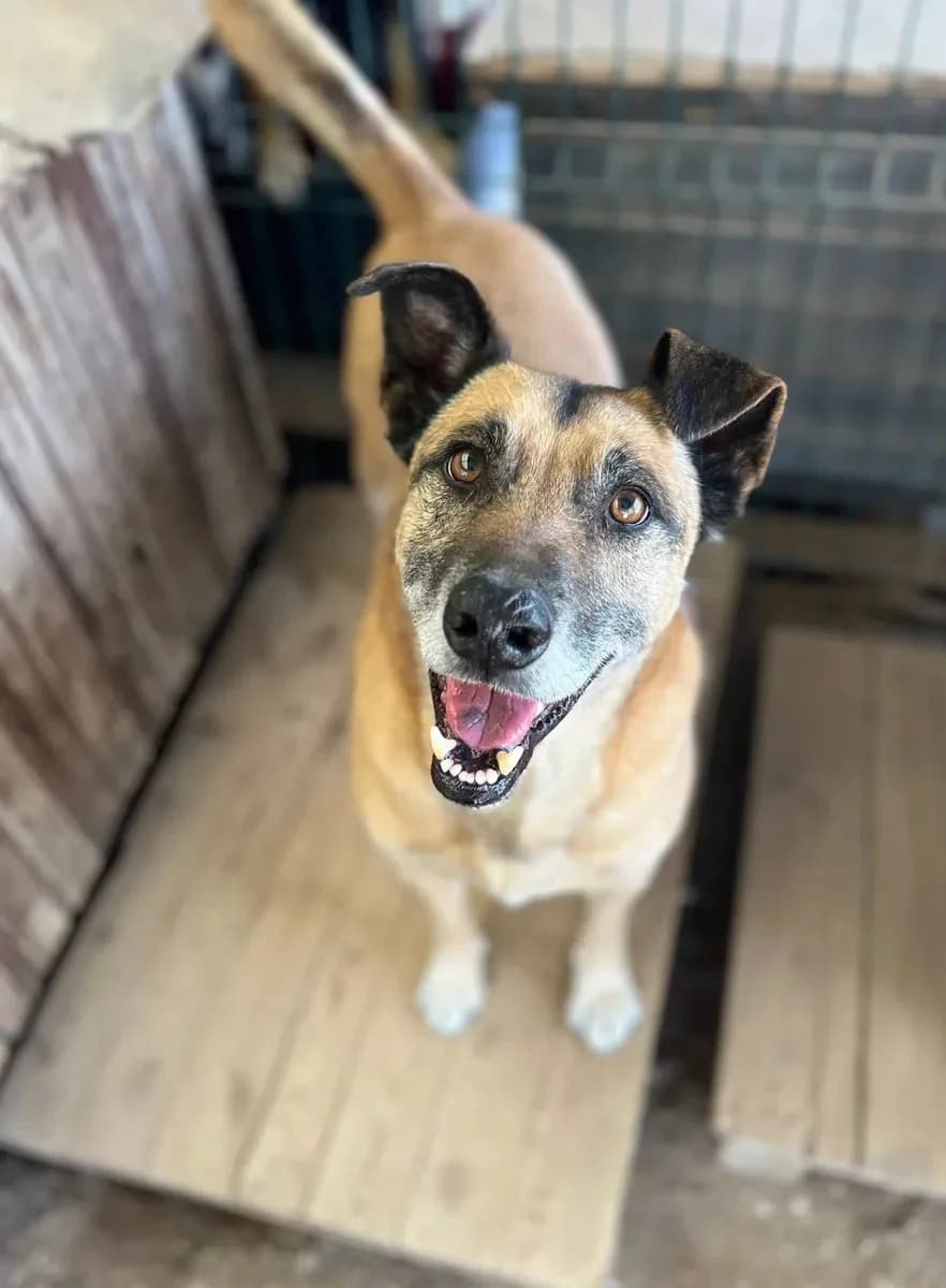 Ralphie, male 4yo Mixed Breed for adoption at Canil da Aroeira, -059 Almada