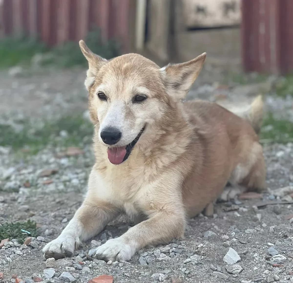 Raposinho, male 4yo Mixed Breed for adoption at Canil da Aroeira, -059 Almada