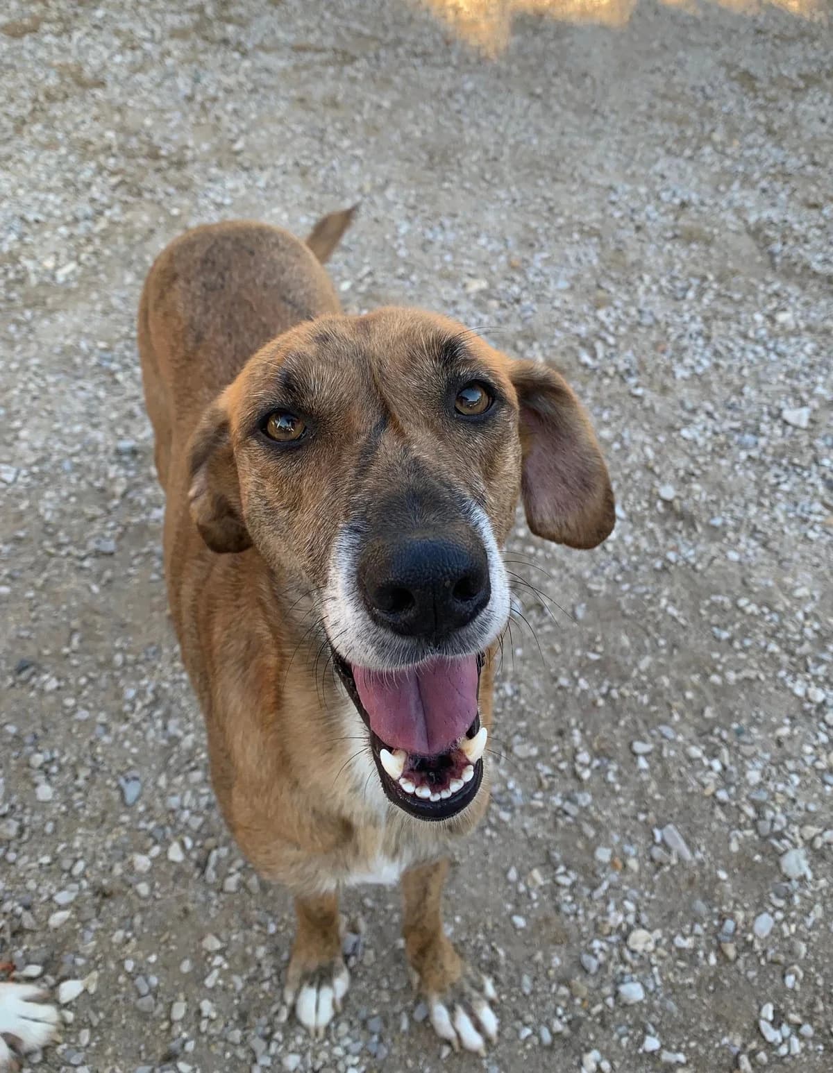 Riley, female 4yo Mixed Breed for adoption at Canil da Aroeira, -059 Almada
