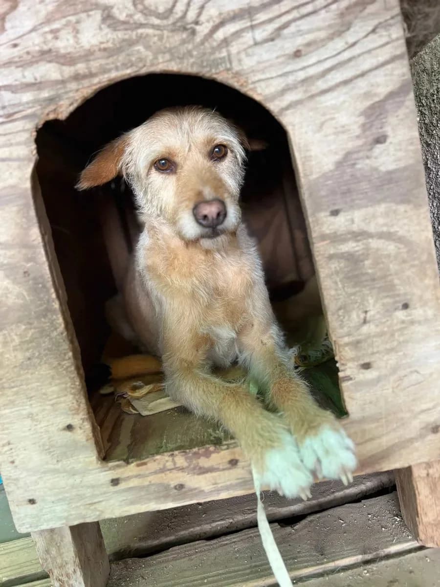 Ritinha, female 4yo Mixed Breed for adoption at Canil da Aroeira, -059 Almada