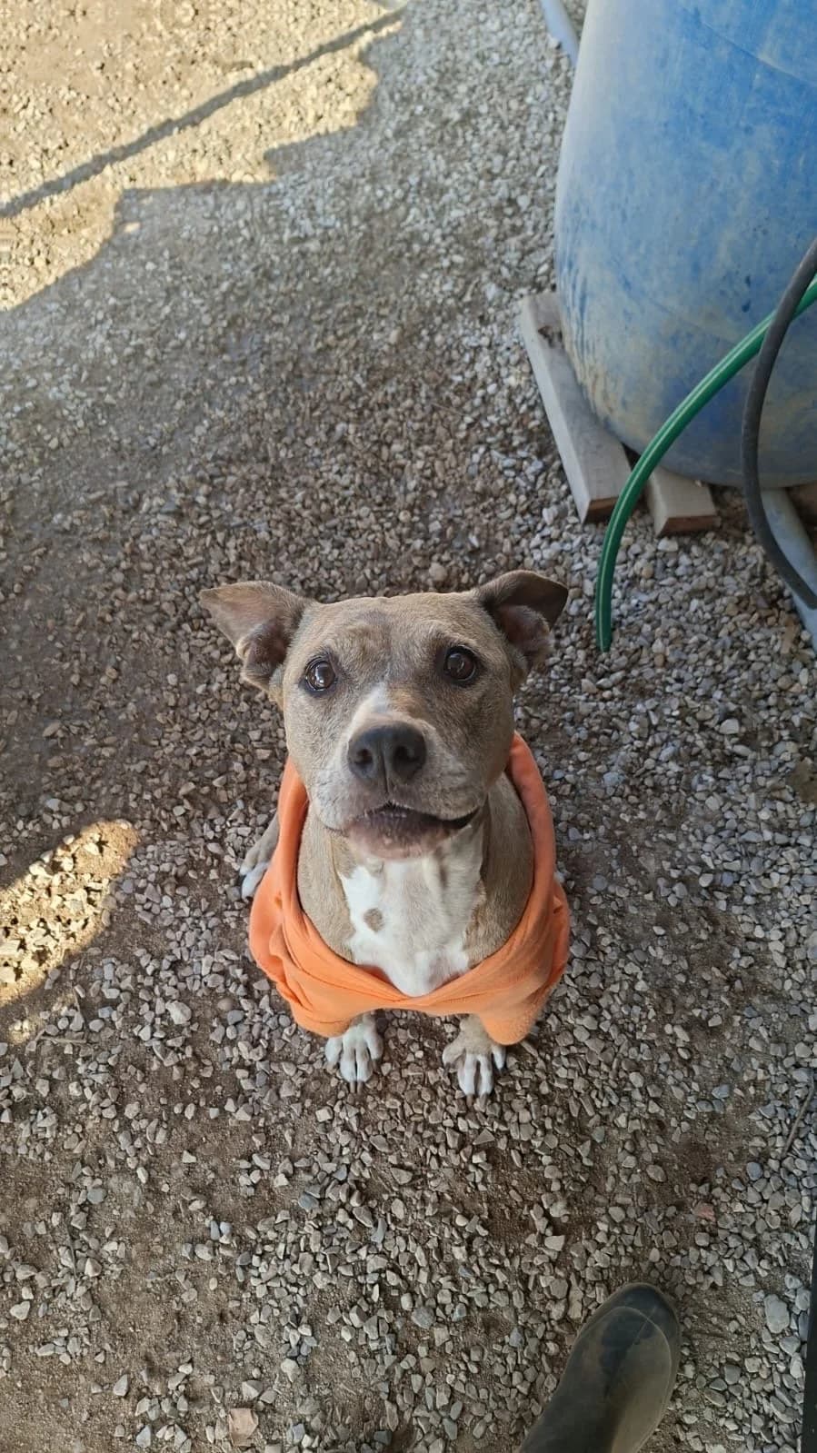 Sally I, female 4yo Mixed Breed for adoption at Canil da Aroeira, -059 Almada